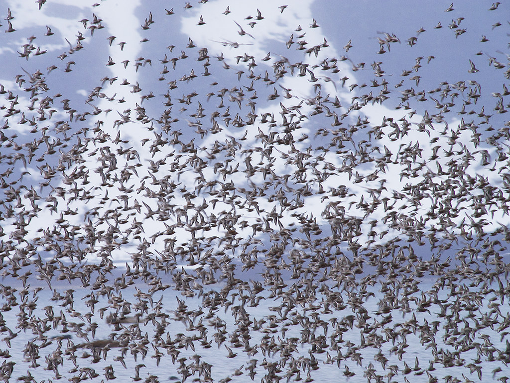 Red Knot