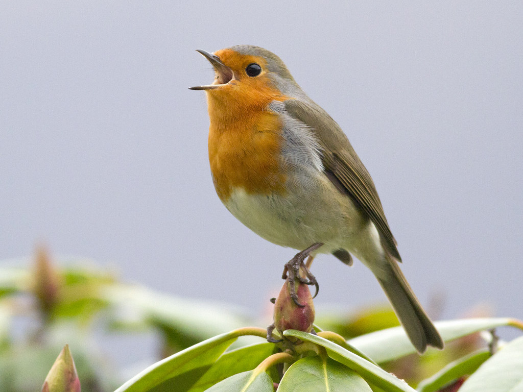 European Robin