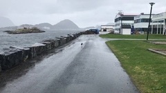 Tjeld (Haematopus ostralegus)