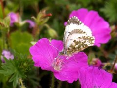 Aurorasommerfugl (Anthocharis cardamines)