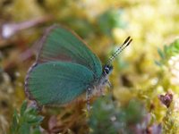 Grønnstjertvinge (Callophrys rubi)