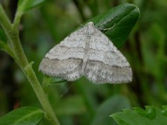 Linjelundmåler (Mesotype parallelolineata)