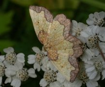 Ospebrannmåler (Epione vespertaria)