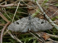 Taigadvergmåler (Eupithecia conterminata)