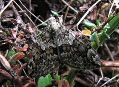 Granbarmåler (Thera variata)