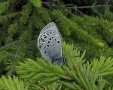 Myrblåvinge (Plebejus optilete)