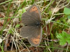 Fjellringvinge (Erebia pandrose)