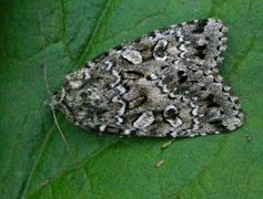 Grått taigafly (Xestia speciosa)