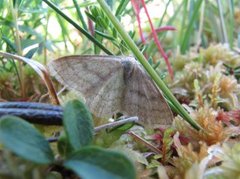 Blåbærurtemåler (Scopula ternata)