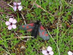 Fjellbloddråpesvermer (Zygaena exulans)