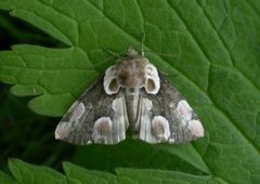 Flekkhalvspinner (Thyatira batis)