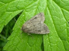 Krattfly (Graphiphora augur)