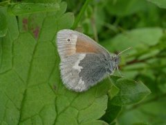 Myrringvinge (Coenonympha tullia)