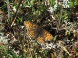 Marimjellerutevinge (Melitaea athalia)