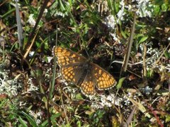 Marimjellerutevinge (Melitaea athalia)