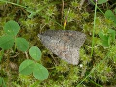 Rødlig løvfly (Parastichtis suspecta)