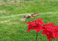 Mauresvermer (Hyles gallii)