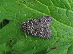 Grått taigafly (Xestia speciosa)