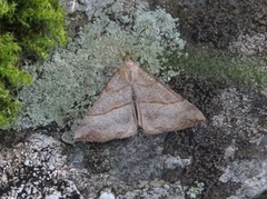 Neslenebbfly (Hypena proboscidalis)