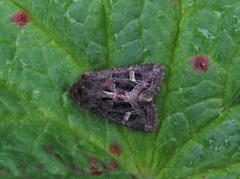 Svart sumpfly (Celaena haworthii)