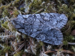 Grått kappefly (Lithophane consocia)