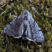 Vårhalvspinner (Achlya flavicornis)