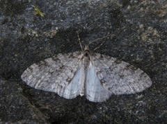 Bjørketungemåler (Trichopteryx carpinata)