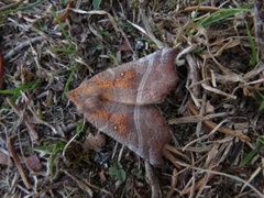 Flikfly (Scoliopteryx libatrix)