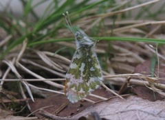 Aurorasommerfugl (Anthocharis cardamines)