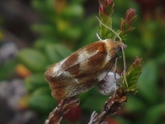 Skumringsvikler (Eulia ministrana)