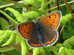 Purpurgullvinge (Lycaena hippothoe)