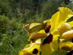 Myrgulvinge (Colias palaeno)