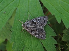 Grått taigafly (Xestia speciosa)