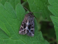 Svart sumpfly (Celaena haworthii)