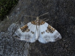 Rubinmåler (Plemyria rubiginata)