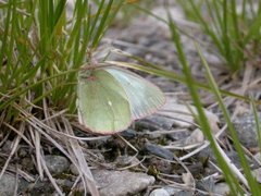 Myrgulvinge (Colias palaeno)