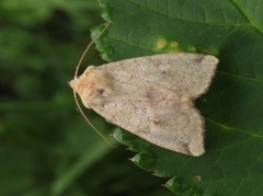 Vinkelfly (Enargia paleacea)