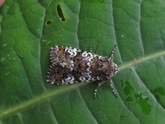 Flekkfly (Crypsedra gemmea)