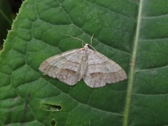 Linjelundmåler (Mesotype parallelolineata)