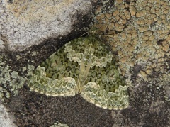 Lys irrmåler (Chloroclysta miata)