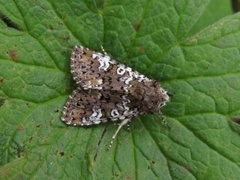 Flekkfly (Crypsedra gemmea)