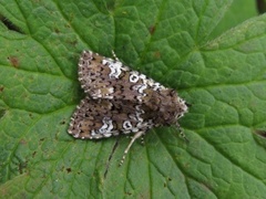 Flekkfly (Crypsedra gemmea)