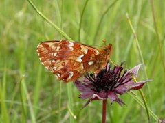 Myrperlemorvinge (Boloria aquilonaris)