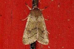 Tverrlinjet seljefly (Orthosia cerasi)