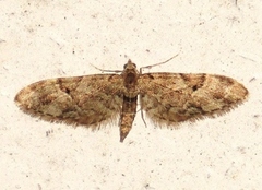 Spissvingedvergmåler (Eupithecia lanceata)