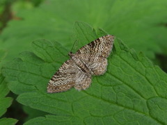 Bølgeduskmåler (Rheumaptera undulata)