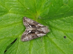 Raggfly (Hyppa rectilinea)