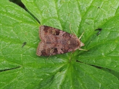 Rødfrynset teglfly (Diarsia brunnea)