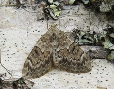 Granbarmåler (Thera variata)