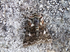 Rødt heifly (Anarta myrtilli)